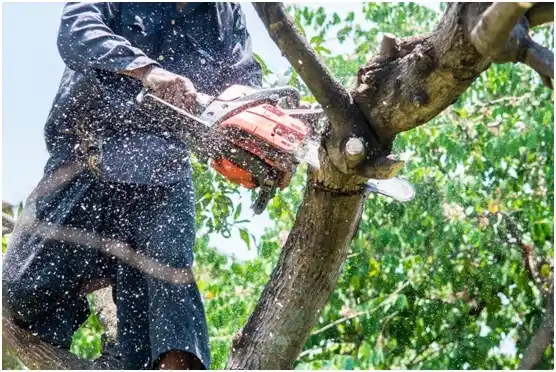 tree services Chatmoss